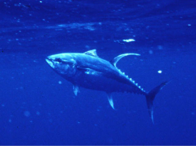 Thunnus albacares (Tonno pinne gialle)